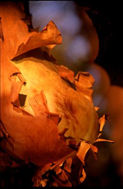 Girls in the Trees - Limited Edition Photographic Art by Christopher Strong